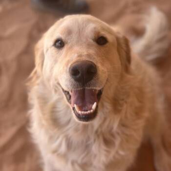 Atlas -  Retriever and Mixed Breed Dog Available for Adoption in Kanab, Utah - Atlas | PetCurious