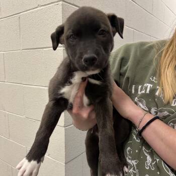 Mixed Breed Dogs Available for Adoption - Nyx | PetCurious