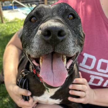 Pit Bull Terrier Dogs Available for Adoption in Petaluma, California - Cowboy | PetCurious