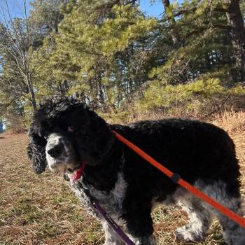 Cocker Spaniel Dogs Available for Adoption - JoJo | PetCurious