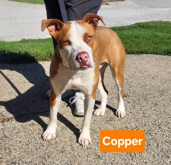 Rescue Staffordshire Bull Terrier Dogs for Adoption in Clinton, Missouri - Copper | PetCurious