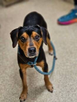 Rescue Mixed Breed Dogs for Adoption in Munster, Indiana - Zorro | PetCurious