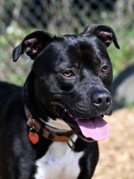 Travieso -  Pit Bull Terrier Dog for Adoption in Florence, Oregon - Travieso | PetCurious