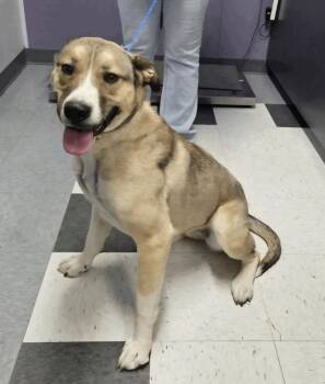 Delta -  Anatolian Shepherd Dog for Adoption in Salt Lake City, Utah - Delta | PetCurious