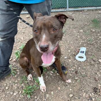 Nova - Butler Campus -  Pit Bull Terrier and Mixed Breed Dog for Adoption in Flagstaff, Arizona - Nova - Butler Campus | PetCurious