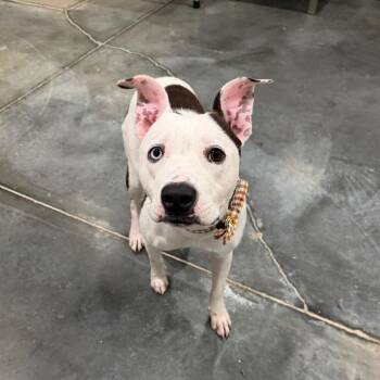 Poppy -  Pit Bull Terrier and Mixed Breed Dog for Adoption in Fairmont, West Virginia - Poppy | PetCurious