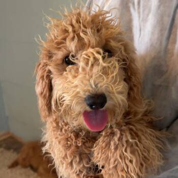 Mixed Breed Dogs Available for Adoption in Loxahatchee Groves, Florida - Chasity 1287 | PetCurious