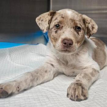 Catahoula Leopard Dog Dogs Available for Adoption in Fort Collins, Colorado - Lady Lasagna | PetCurious