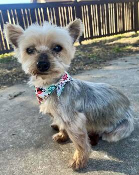 Yorkshire Terrier Dogs Available for Adoption - Bruno  | PetCurious