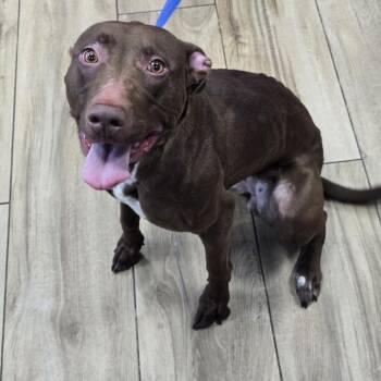 Chocolate Labrador Retriever Dogs Available for Adoption in Newark, New Jersey - Ivy | PetCurious