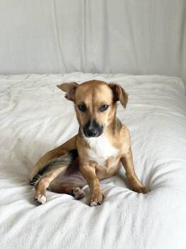 Adorable Gabbana -  Chiweenie and Chihuahua Dog for Adoption in Burlington, North Carolina - Adorable Gabbana | PetCurious