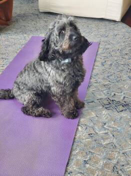 Golden Retriever and Poodle Dogs Available for Adoption in Minneapolis, Minnesota - Ezekiel (Zeke) ** I Need A Foster Home!* | PetCurious