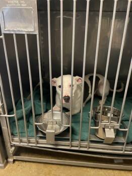 Rescue Pit Bull Terrier and Mixed Breed Dogs for Adoption in Anderson, Indiana - Marcy | PetCurious