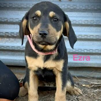 American Staffordshire Terrier and Hound Dogs Available for Adoption - Ezra | PetCurious