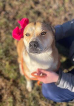 Rescue Labrador Retriever and German Shepherd Dog Dogs for Adoption in Watertown, Connecticut - Brownie | PetCurious