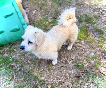 Cairn Terrier Dogs Available for Adoption - WAFFLES  | PetCurious