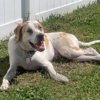 Georgia  -  American Bulldog Dog Available for Adoption in Lake Worth Beach, Florida - Georgia  | PetCurious
