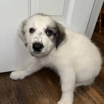 Great Pyrenees and Australian Shepherd Dogs Available for Adoption in Myrtle Beach, South Carolina - Maple | PetCurious