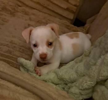 Buster -  Chihuahua and Dachshund Dog for Adoption in Greater Northdale, Florida - Buster | PetCurious