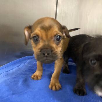 TJ A2294589 -  Terrier Dog for Adoption in Los Angeles, California - TJ A2294589 | PetCurious