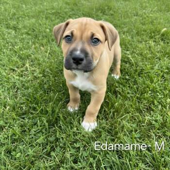 Edamame -  Pit Bull Terrier and Mixed Breed Dog for Adoption in Griswold, Connecticut - Edamame | PetCurious