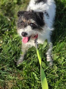 Bella -  Jack Russell Terrier Dog Available for Adoption in Port Angeles, Washington - Bella | PetCurious