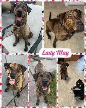 Rescue Mixed Breed Dogs for Adoption in Lancaster, New York - Lady May | PetCurious