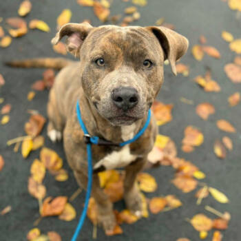 Rescue Pit Bull Terrier Dogs for Adoption in Concord, North Carolina - Gargoyle | PetCurious