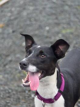 Rescue Border Collie and Whippet Dogs for Adoption in Port Angeles, Washington - Silk | PetCurious