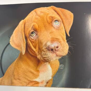 Cornbread -  Pit Bull Terrier and Mixed Breed Dog for Adoption in Nashville, Tennessee - Cornbread | PetCurious