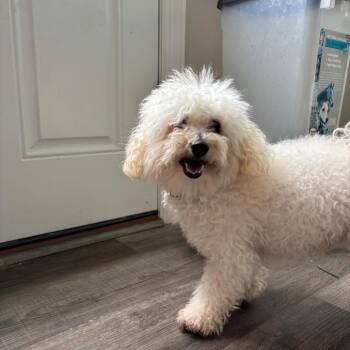 Bichon Frise Dogs Available for Adoption in Waterford, New Jersey - SHILOH | PetCurious