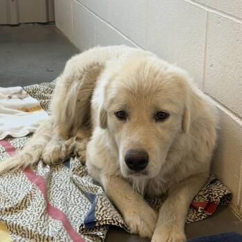 Meryl *Foster Me* -  Great Pyrenees Dog for Adoption in Dover, New Hampshire - Meryl *Foster Me* | PetCurious