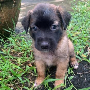 Rescue Terrier Dogs for Adoption in Warren, New Jersey - Whiskey | PetCurious