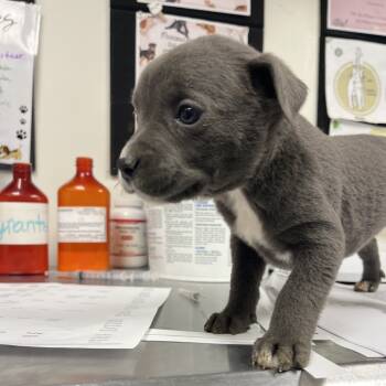 Rescue Labrador Retriever and Pit Bull Terrier Dogs for Adoption in Parrish, Alabama - Morgan | PetCurious