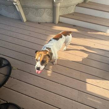 Beagle and English Bulldog Dogs Available for Adoption - Muffin | PetCurious