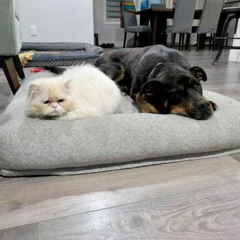 Rescue Rottweiler Dogs for Adoption in Edmonton, Alberta - Dallas | PetCurious