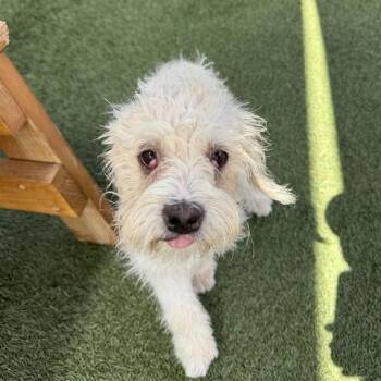 Snow Globe -  Terrier and Mixed Breed Dog for Adoption in Hawthorne, California - Snow Globe | PetCurious