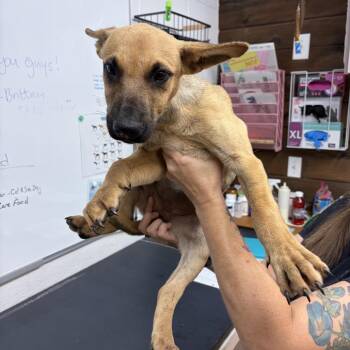 Stacey -  Mixed Breed Dog for Adoption in Evensville, Tennessee - Stacey | PetCurious