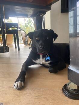 Rescue Staffordshire Bull Terrier and Husky Dogs for Adoption in Marina Del Rey, California - Rudy - Courtesy Post | PetCurious