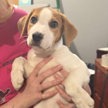 Cookie -  Beagle and Mixed Breed Dog for Adoption in Wappingers Falls, New York - Cookie | PetCurious