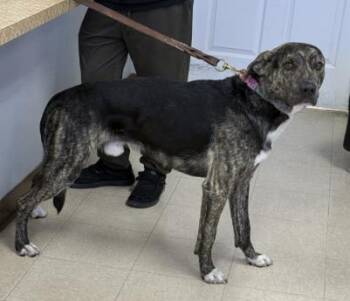 Mastiff and Mixed Breed Dogs Available for Adoption in Killeen, Texas - FIDO | PetCurious