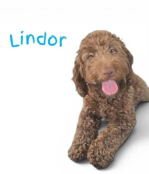 Lindor -  Mixed Breed Dog for Adoption in Ottawa Hills, Ohio - Lindor | PetCurious
