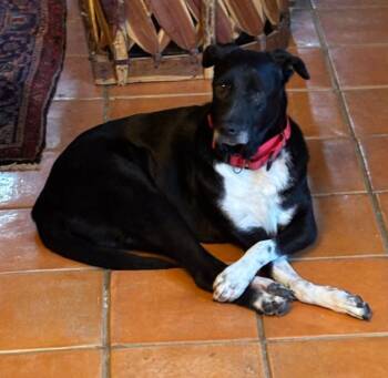 Rescue Labrador Retriever and Mixed Breed Dogs for Adoption in Washington, District Of Columbia - Ollie | PetCurious