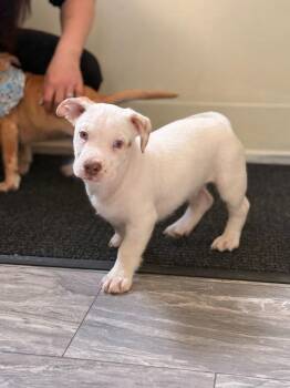 American Bulldog and Chihuahua Dogs Available for Adoption - Case | PetCurious