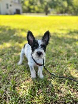 King -  Jack Russell Terrier and Mixed Breed Dog for Adoption in Aiken, South Carolina - King | PetCurious