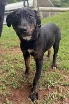 Poppy -  Terrier and Mixed Breed Dog for Adoption in Morristown, New Jersey - Poppy | PetCurious