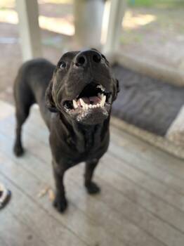 Rescue Mixed Breed Dogs for Adoption in Spring, Texas - Onyx | PetCurious