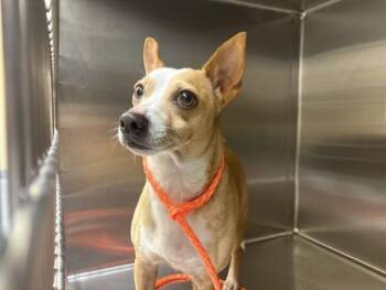 Chihuahua and Mixed Breed Dogs Available for Adoption in Tustin, California - BRADFORD | PetCurious