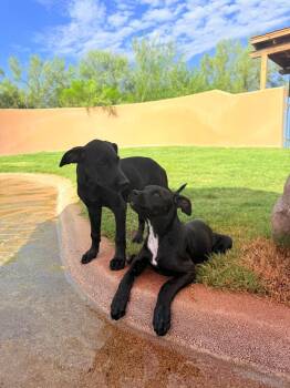 Puppy A -  Australian Cattle Dog Blue Heeler Dog for Adoption in Tucson, Arizona - Puppy A | PetCurious