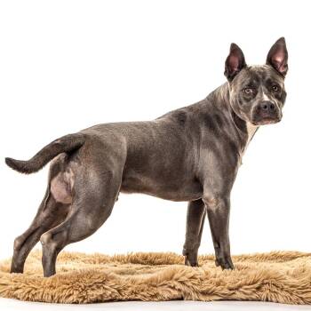 Kenji -  Pit Bull Terrier Dog for Adoption in Reno, Nevada - Kenji | PetCurious